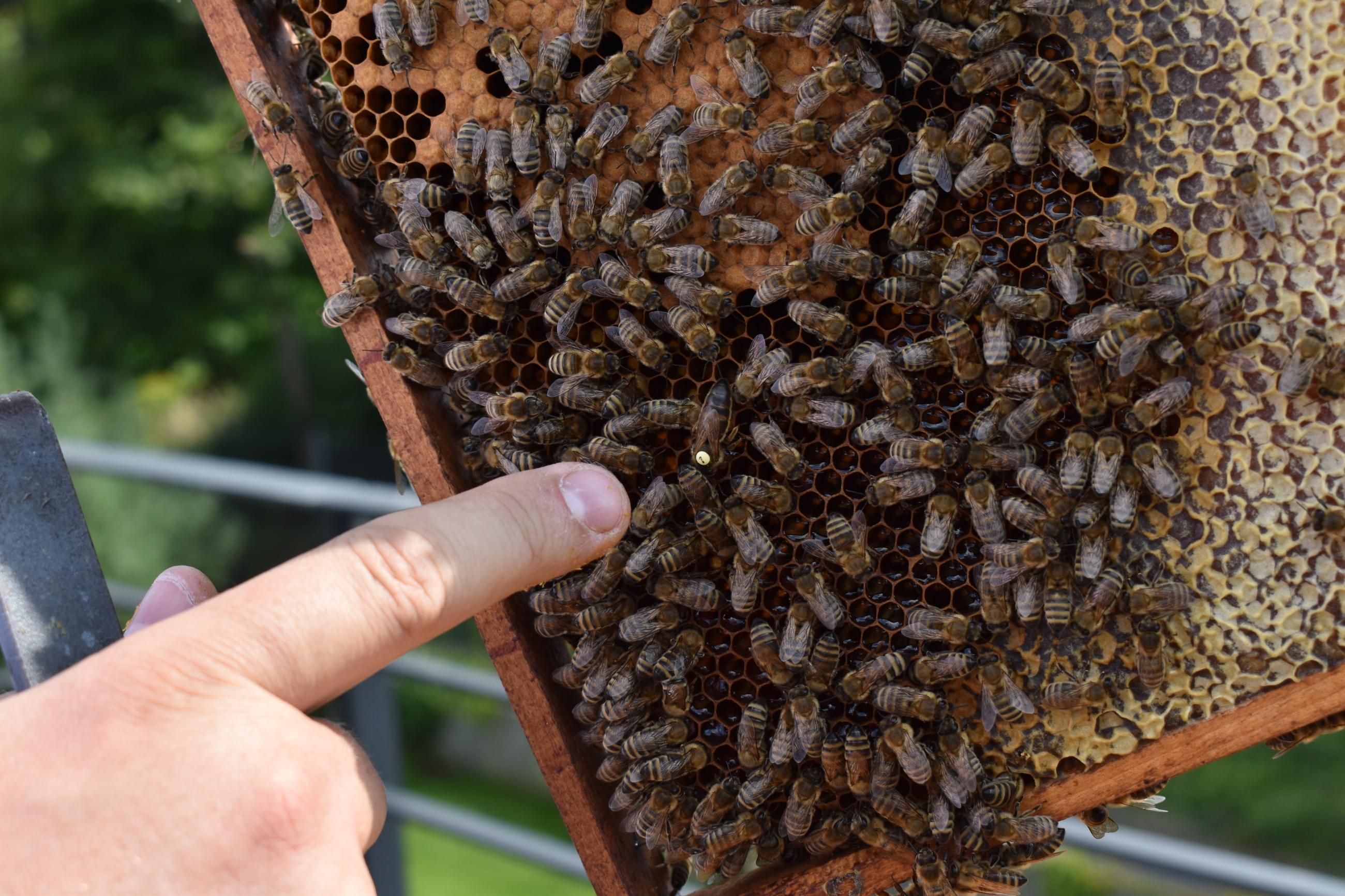 Bees living at VINCI Construction CS Group headquarters | VINCI ...